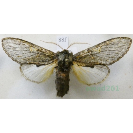 Peridea anceps (Goeze, 1781) male Garbatka zaczepka Czech88f